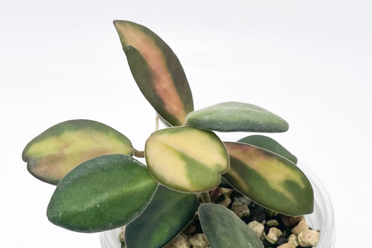 Hoya Burtoniae Inner Variegated – Exact Plant “A” in 4" Hanging Pot