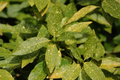 Gold Dust Aucuba Cuttings (5 x 6") Starter Plant for Rooting - Aucuba japonica 'Gold Dust'