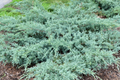 Grey Owl Spreading Juniper Cuttings (10 x 5-7") | Juniperus virginiana 'Grey Owl' Starter Plants