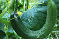 Chinese Snake Cucumber Seeds - Heirloom Curved Cucumber, 10 Seeds