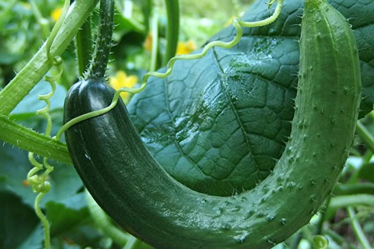 Chinese Snake Cucumber Seeds - Heirloom Curved Cucumber, 10 Seeds