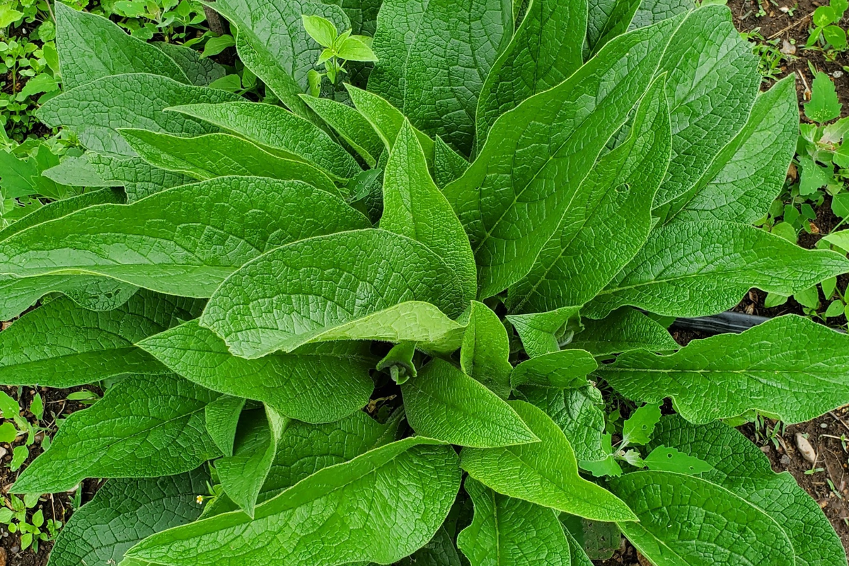 Russian Comfrey Crown Cuttings Bocking #14 - 5 Pack (1-2