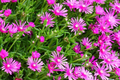 Delosperma cooperi Hardy Ice Plant - 5 Unrooted Cuttings, Magenta, Drought-Tolerant Ground Cover