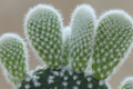 Bunny Ear Cactus Opuntia microdasys - 6" Starter Plant, Easy Care