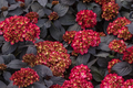 Hydrangea Macrophylla 'Black Knight' - 3 Fresh Cuttings for Rooting or Grafting