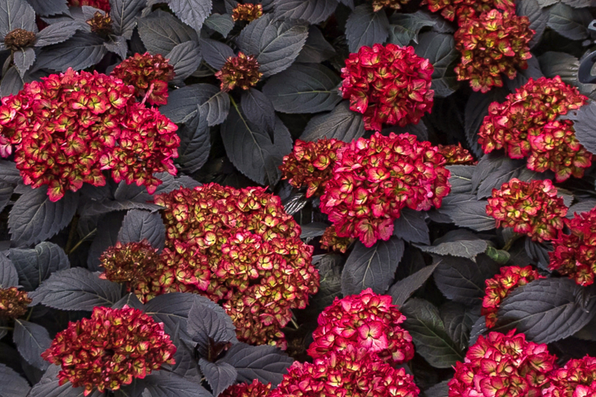 Hydrangea Macrophylla 'Black Knight' - 3 Fresh Cuttings for Rooting or Grafting