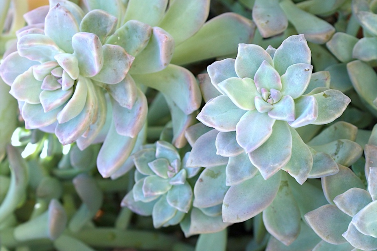 Graptopetalum Ghost Plant 4-6" Rooted Starter Plant | Graptosedum Paraguayense