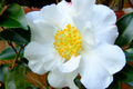 Camellia Sasanqua Cuttings 'Shishi Gashira' Pink & Yellow (4 Pack) 5"+ Starter Plant