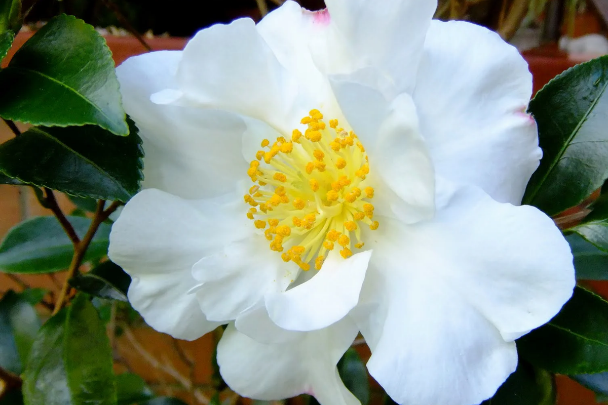 Camellia Sasanqua Cuttings 'Shishi Gashira' Pink & Yellow (4 Pack) 5"+ Starter Plant