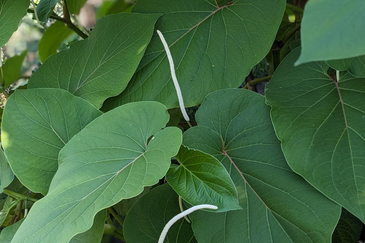 Piper auritum Root Beer Plant (Hoja Santa) - 2 Live Starter Plants