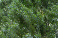Lombardy Poplar Live Cuttings - 2 Starter Plants for Privacy Screen