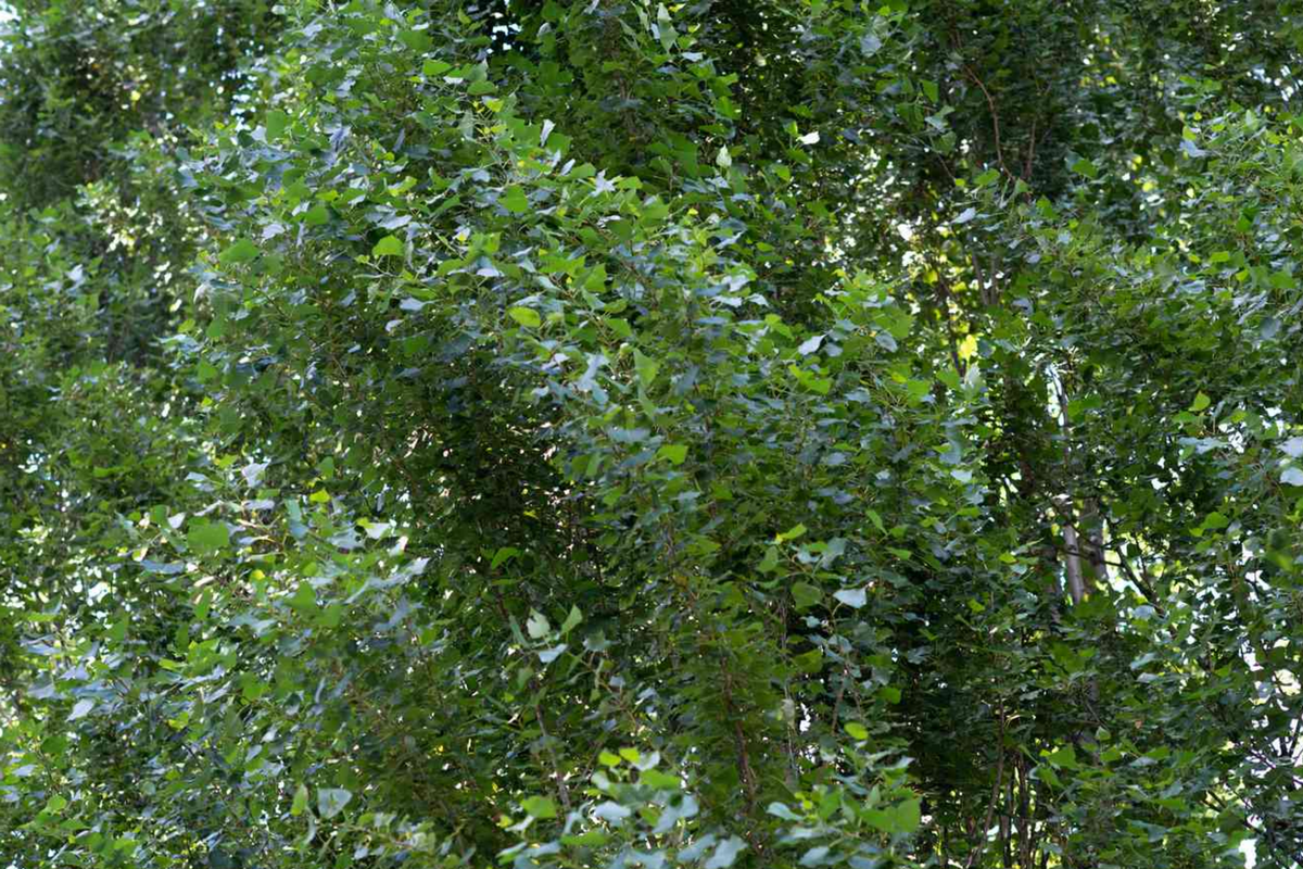 Lombardy Poplar Live Cuttings - 2 Starter Plants for Privacy Screen