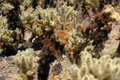 Cylindropuntia Bigelovii Teddy Bear Cholla Cactus Cutting Segment (3-5") - Starter Plant