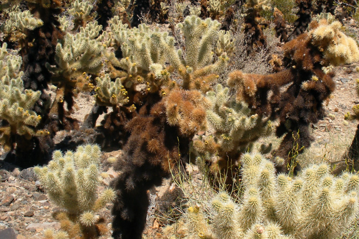 Cylindropuntia Bigelovii Teddy Bear Cholla Cactus Cutting Segment (3-5") - Starter Plant
