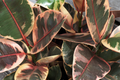 Ficus elastica 'Ruby' Ruby Rubber Plant - 3 Fresh 12" Cuttings (Starter Plant)