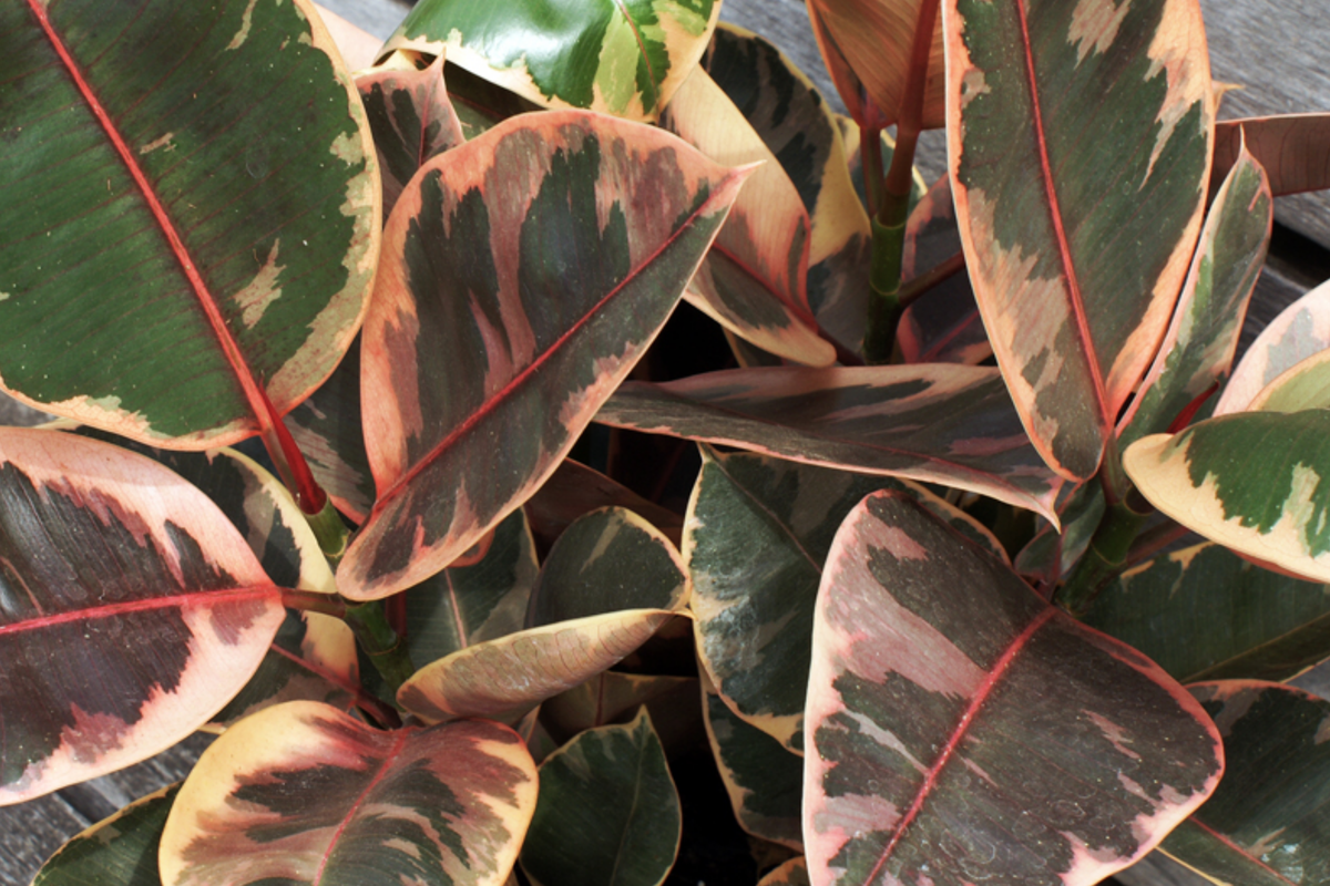 Ficus elastica 'Ruby' Ruby Rubber Plant - 3 Fresh 12" Cuttings (Starter Plant)