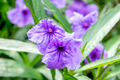 Mexican Petunia Cuttings (10) - Ruellia simplex Starter Plant, Purple Variety