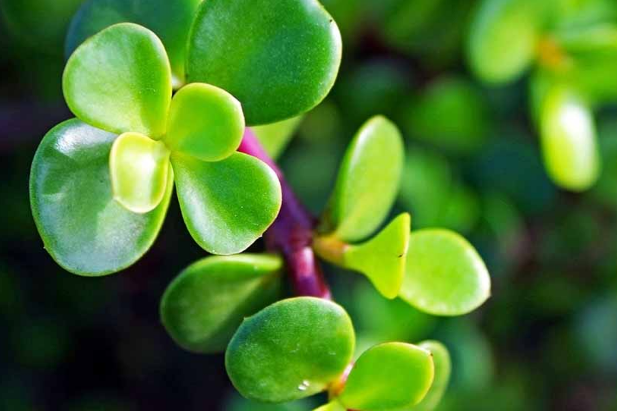 Elephant Bush (Portulacaria Afra) - 11 Fresh Cuttings (7-12") | Dwarf Jade Succulent