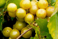 Carlos Bronze Muscadine Grape | 4-8" Live TC Plant | Self-Fertile & Edible
