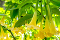 Brugmansia Angel Trumpet Cutting (4