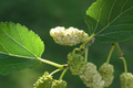 White Mulberry Morus Alba Cuttings (10x) 6-8" – Starter Plant, Easy to Root, Organic