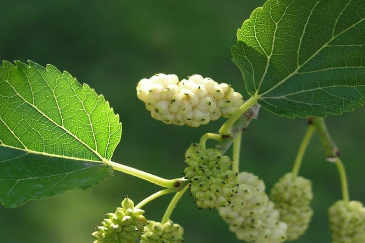 White Mulberry Morus Alba Cuttings (10x) 6-8" – Starter Plant, Easy to Root, Organic