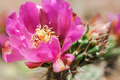 Cylindropuntia spinosior Cane Cholla Rooted Cutting | White Spines, Pink Flowers