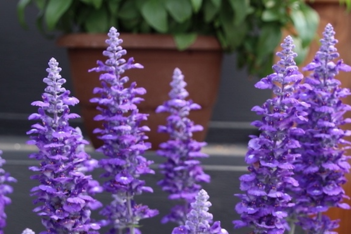 Salvia Sallyfun Blue Lagoon Live Plants (45) - Vegetative Cuttings, Hardy Perennial