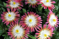 Jewel of Desert Ruby Ice Plant Delosperma Cooperi - 12 Cuttings (Unload 4-8" each) - Groundcover