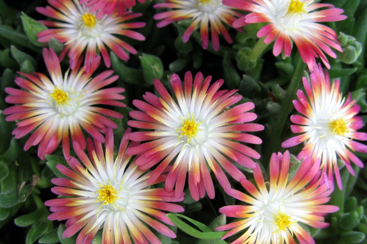 Jewel of Desert Ruby Ice Plant Delosperma Cooperi - 12 Cuttings (Unload 4-8" each) - Groundcover