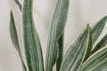 Sansevieria Sayuri Snake Plant Cutting (10-12") | Silver-Green, Air-Purifying Starter Plant