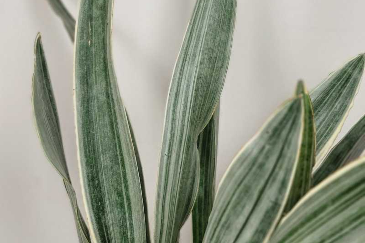 Sansevieria Sayuri Snake Plant Cutting (10-12") | Silver-Green, Air-Purifying Starter Plant