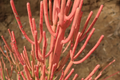 Firestick Pencil Cactus Cuttings (15) - Euphorbia tirucalli 8-12" Thornless Succulent