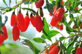 Goji Berry Plants with Bare Roots + Cuttings | Lycium barbarum Starter Plants