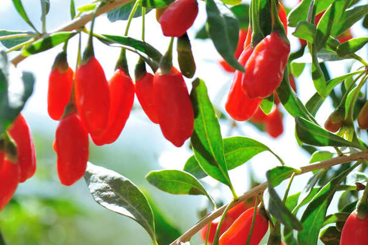 Goji Berry Plants with Bare Roots + Cuttings | Lycium barbarum Starter Plants