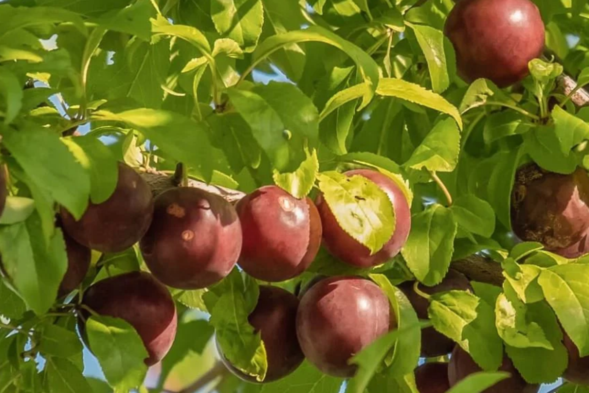 Burbank Plum Scion Cuttings (6–10 in) for Grafting or Rooting – 6 Pack