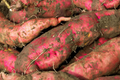 White Sweet Potato Starter Plants (3 rooted) in Pots | Ipomoea batatas