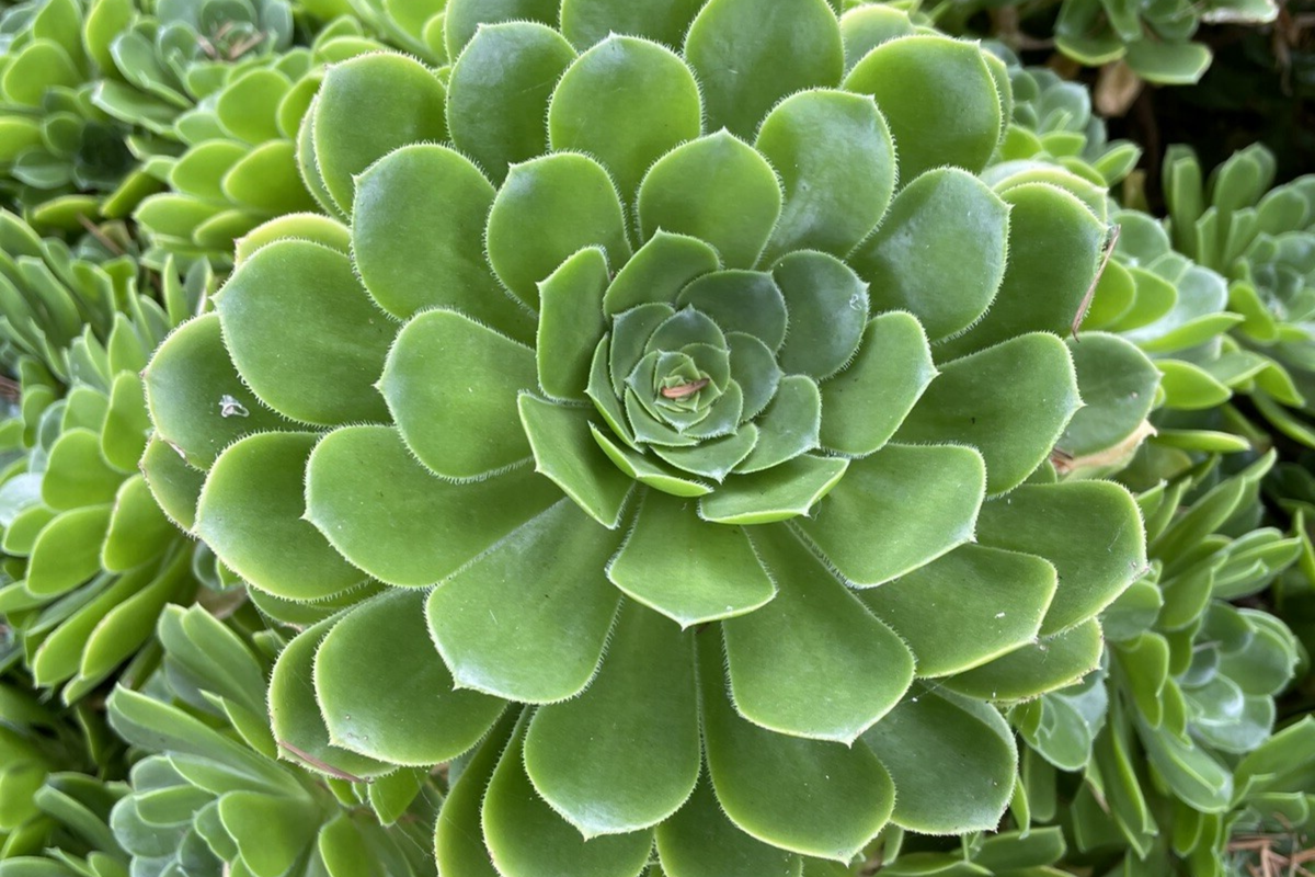 Aeonium Green Rose Cutting - Unrooted 3" Head for Propagation