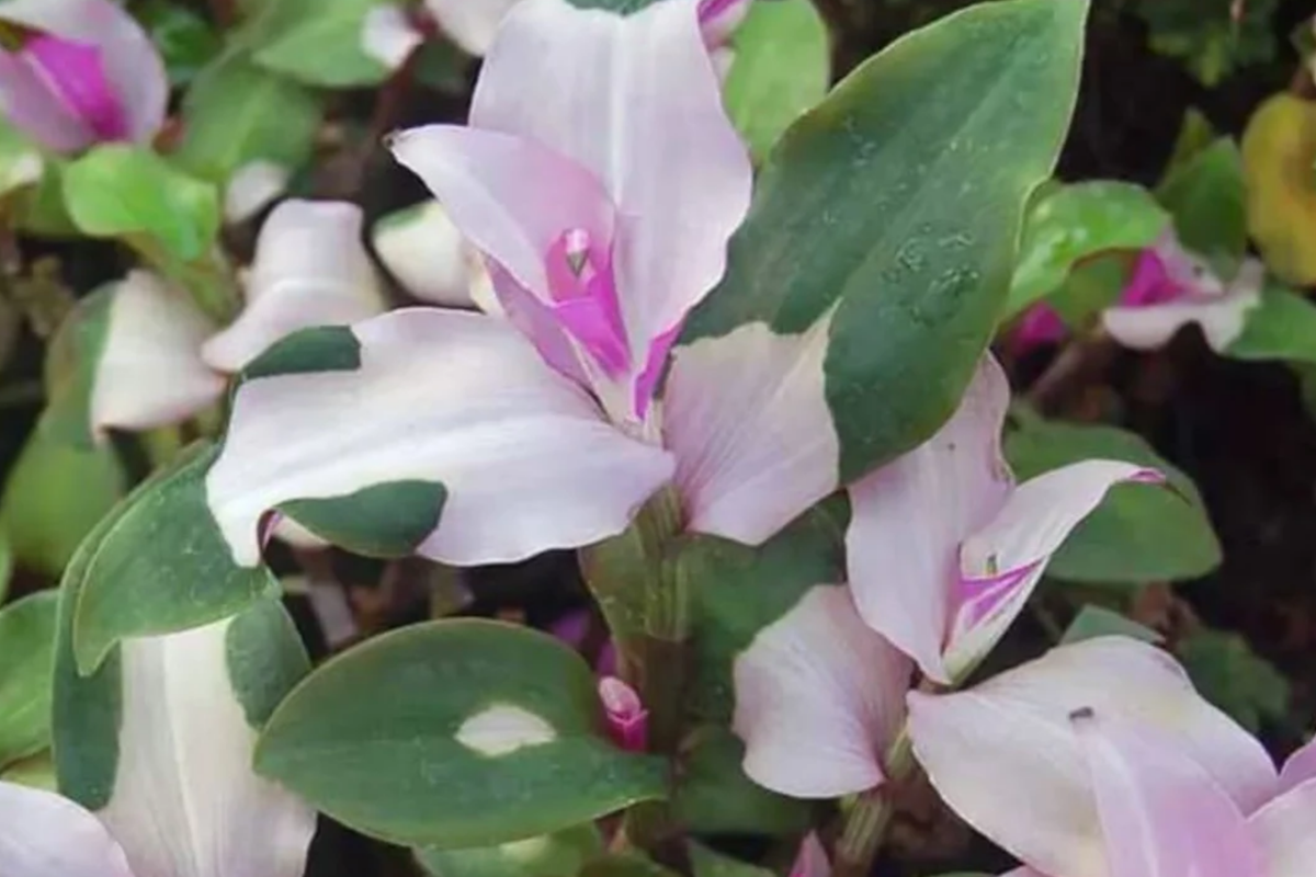 Variegated Tradescantia Blushing Bride Cuttings – 3 Easy Wandering Jew Propagation Cuttings