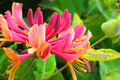 Honeysuckle Plant Cuttings (Unrooted) 6"-8" Long - Fast-Growing Fragrant Vine