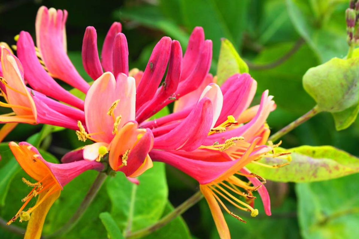 Honeysuckle Plant Cuttings (Unrooted) 6"-8" Long - Fast-Growing Fragrant Vine