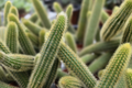 Gold Rat Tail Cactus Cuttings (3) | Cleistocactus winteri aureispinus
