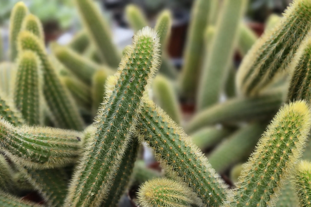 Gold Rat Tail Cactus Cuttings (3) | Cleistocactus winteri aureispinus