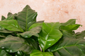 Arabica Coffee Plant | Live Rooted Starter | Indoor/Outdoor Coffee Plant