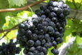 Fredonia Grape Cuttings - 5 Unrooted Organic Vitis labrusca 'Fredonia' Cuttings