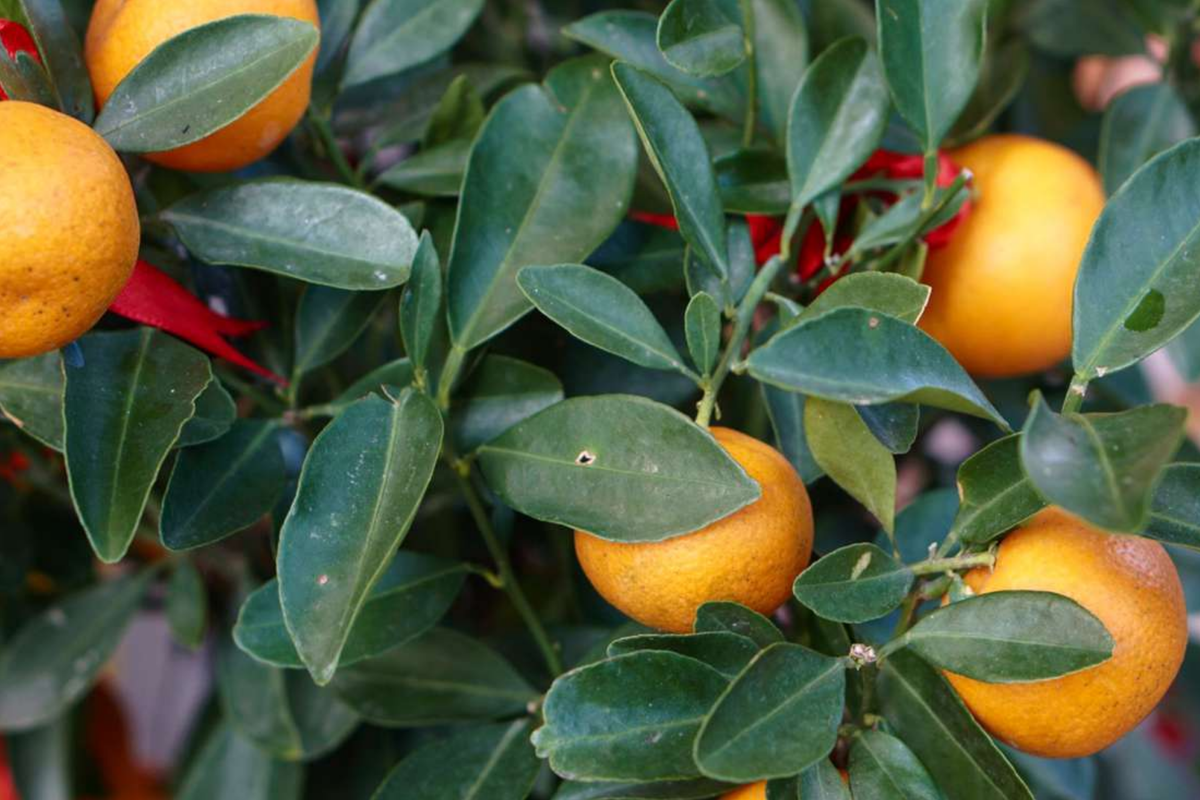 California Navel Orange Cuttings - 5 Pieces | Starter Plant