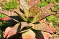 Aloe Maculata (Soap Aloe) 6+" Fresh Rooted Live Succulent | Drought-Tolerant Plant