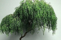 Globe Willow Bonsai Tree - Salix matsudana Navajo (Navajo Globe Willow) Bare Root Cutting