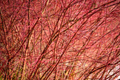 Redosier Dogwood Cuttings (Cornus sericea) - Unrooted, Easy to Root, Red Winter Stems