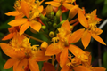 Epidendrum Radicans Ground Orchid - Fire Star Orchid 5 Rooted Cuttings